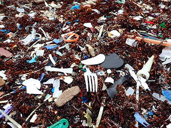 Plastic afval tussen zeewier op de kust in het Caribisch gebied.