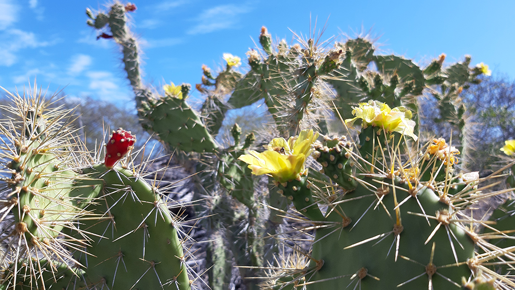 Spaansje juffer, een schijfcactus met heel veel stekels, gele bloemen vol bijen en rode vruchten. 