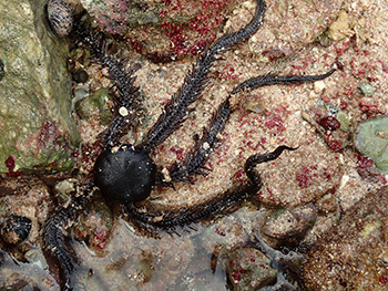 Blunt-spined Brittle Star