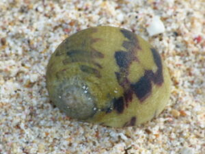 Shells – The Bleeding Tooth Nerite – Caribbean Footprint