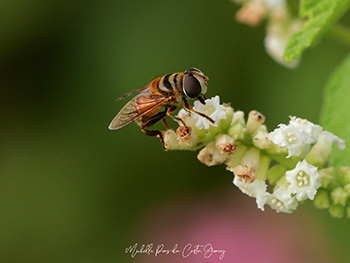 Hoverfly with colours of a bee visiting the flowers of Black sage. 