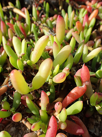 Green and red leaves of Sesuvium portulacastrum