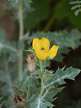 Mexican poppy ((Argemone mexicana) plant and flower. 