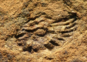 picture of the oldest fossils to be found on Curaçao, a species of ammonite. 