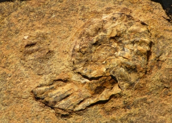 picture of the oldest fossils to be found on Curaçao, a species of ammonite. 