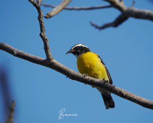 Bananaquit on Bonaire